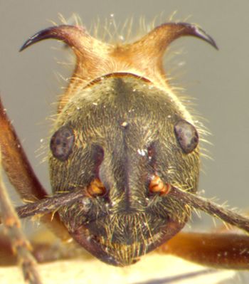 Media type: image; Entomology 31773   Aspect: head frontal view